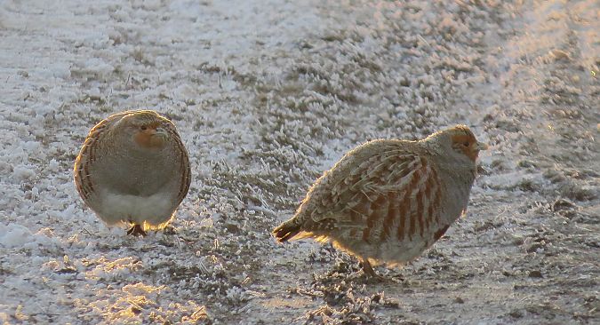 kuropatwa  - Adam Ciosek