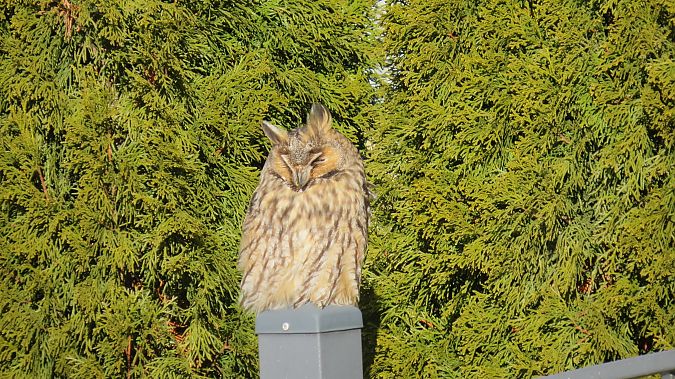 Waldohreule  - Adam Ciosek