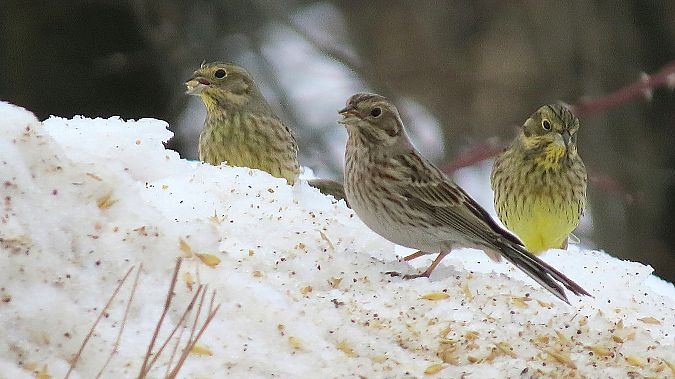 trznadel białogłowy  - Adam Ciosek