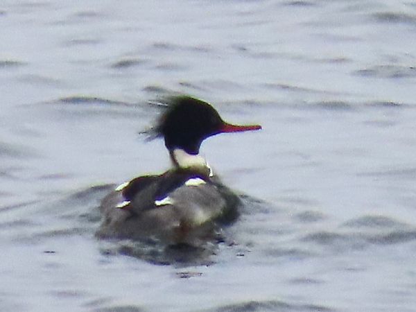 szlachar  - Ewa Paprzycka