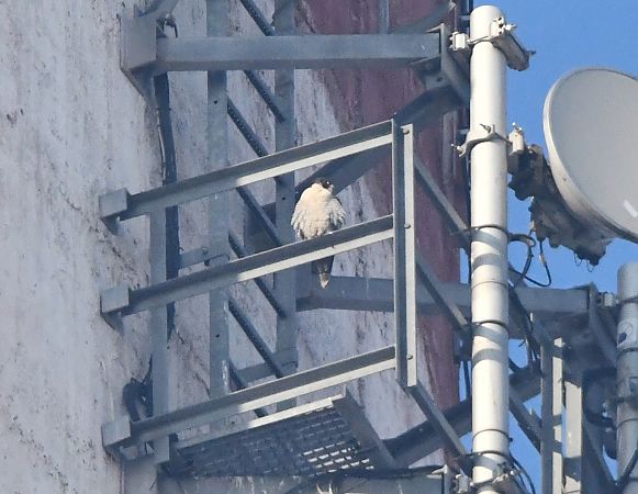 sokół wędrowny  - Rafał Berger