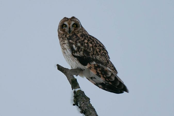 Hibou des marais  - Aleksey Andreyanov