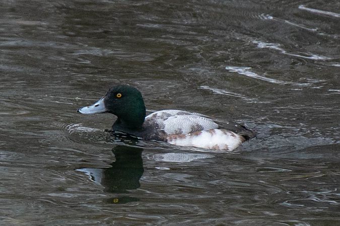 ogorzałka  - Aleksey Andreyanov