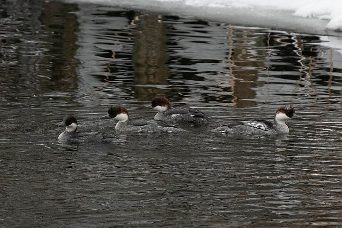 bielaczek  - Aleksey Andreyanov