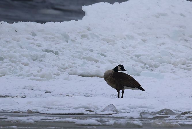 Kanadagans  - Lesław Urbanek