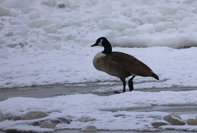 bernikla kanadyjska  - Lesław Urbanek