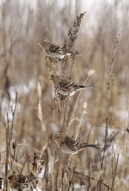 rzepołuch  - Lola Lu