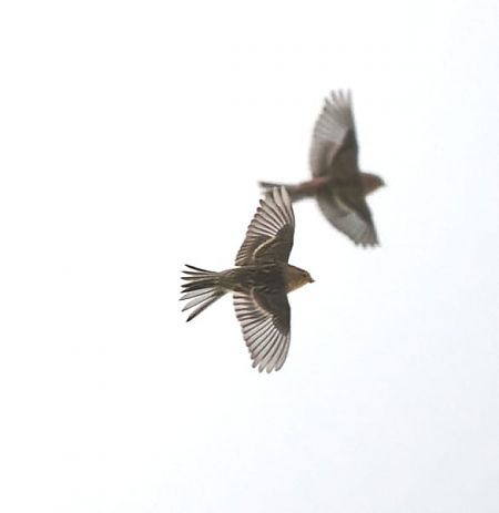 rzepołuch  - Lola Lu