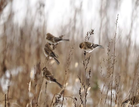 rzepołuch  - Lola Lu