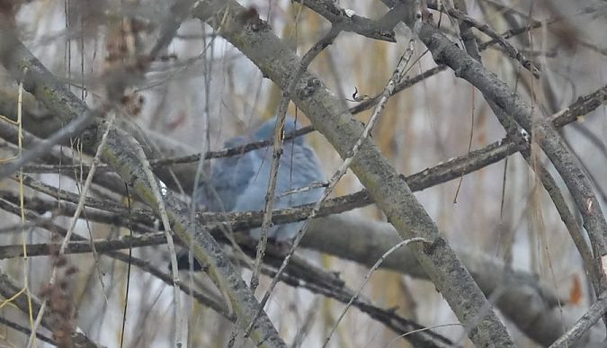 siniak  - Rafał Walczybok