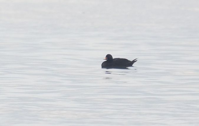 markaczka  - Rafał Walczybok