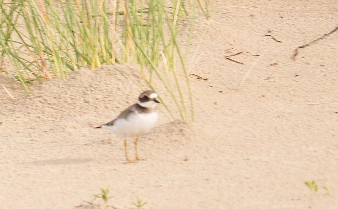 sieweczka obrożna  - Rafał Walczybok