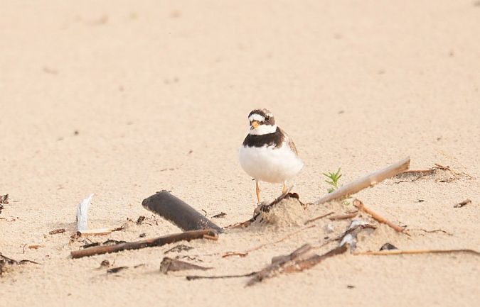 sieweczka obrożna  - Rafał Walczybok