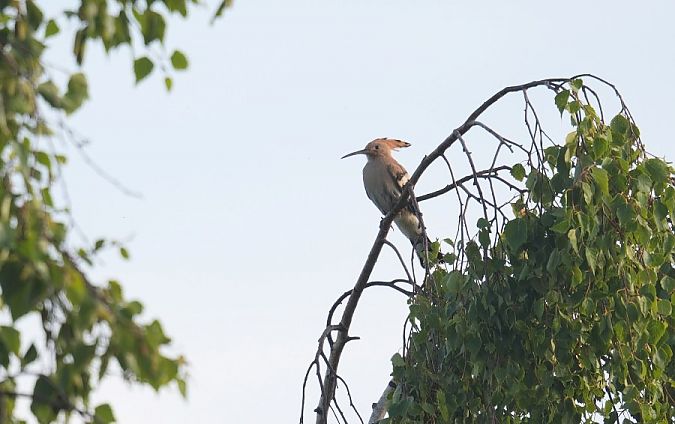 dudek  - Rafał Walczybok