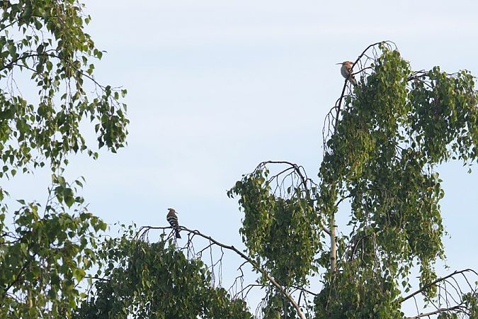 dudek  - Rafał Walczybok