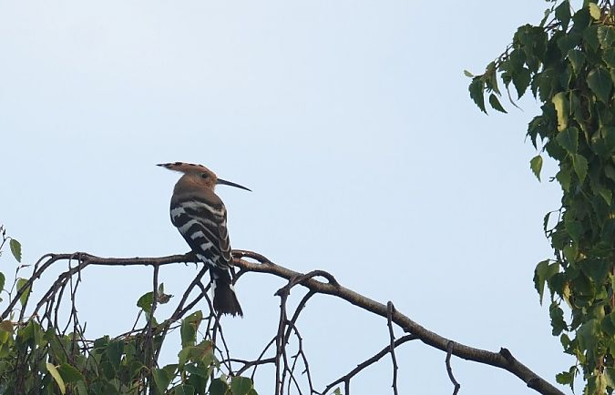 dudek  - Rafał Walczybok