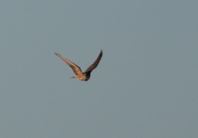 drzemlik  - Rafał Walczybok