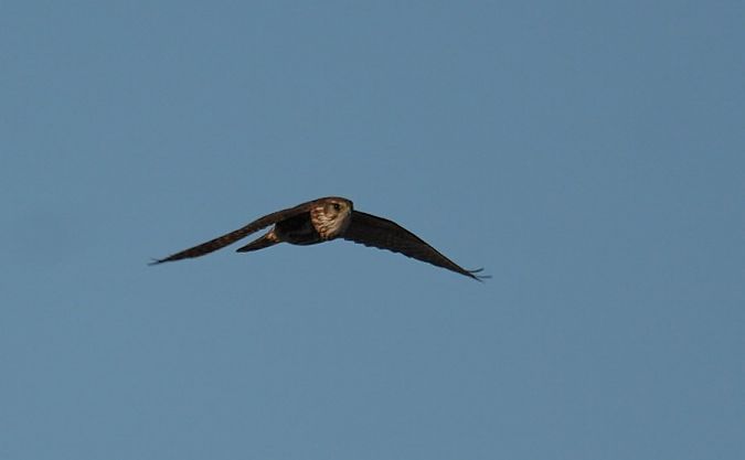 drzemlik  - Rafał Walczybok