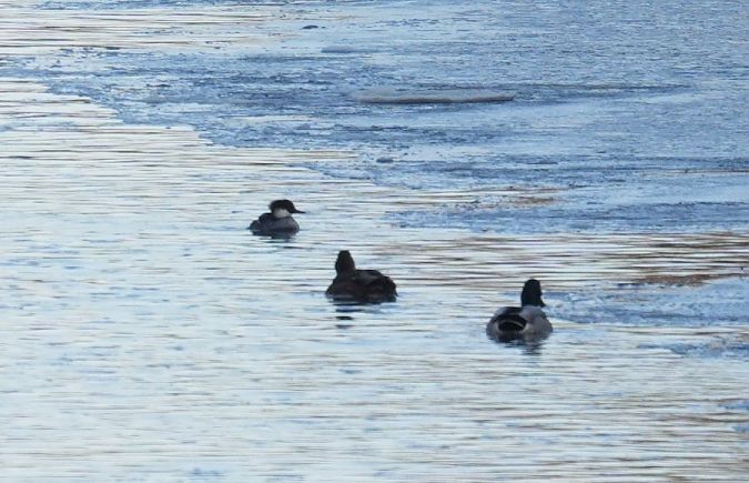 bielaczek  - Rafał Walczybok