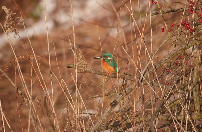zimorodek  - Rafał Walczybok