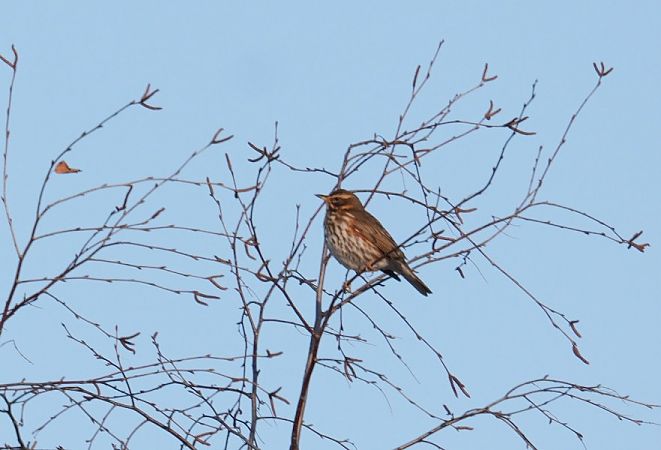 Grive mauvis  - Rafał Walczybok