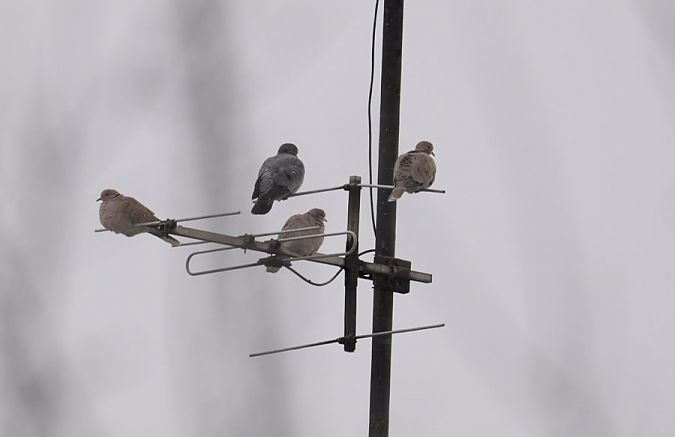 siniak  - Rafał Walczybok