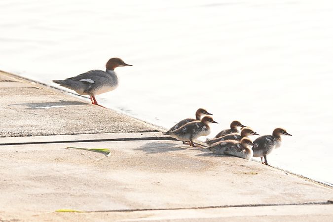 nurogęś  - Rafał Walczybok