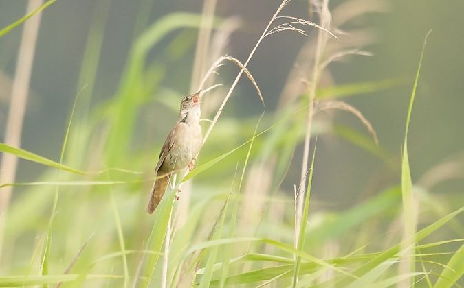 brzęczka  - Rafał Walczybok