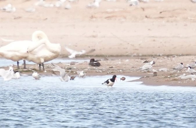 Eurasian Oystercatcher  - Rafał Walczybok