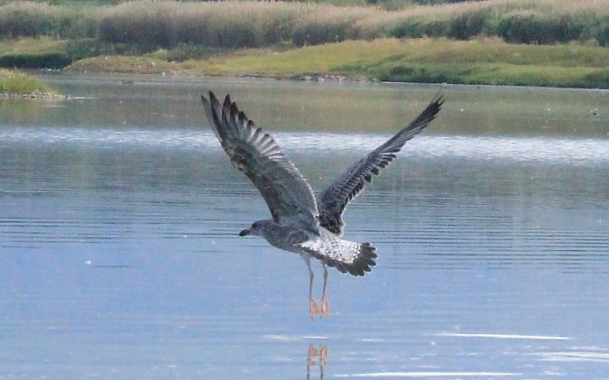 mewa białogłowa  - Rafał Walczybok
