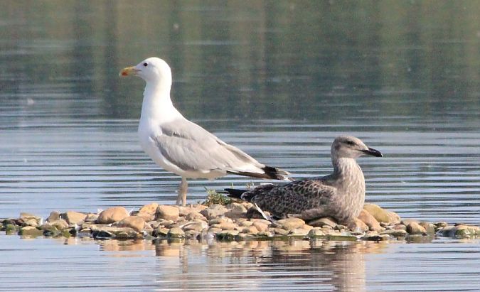 mewa białogłowa  - Rafał Walczybok