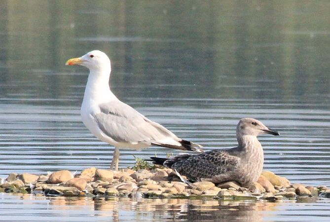 mewa białogłowa  - Rafał Walczybok