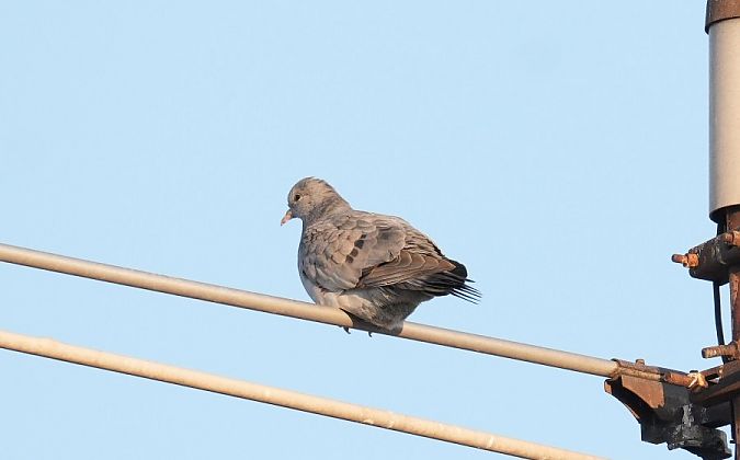 siniak  - Rafał Walczybok