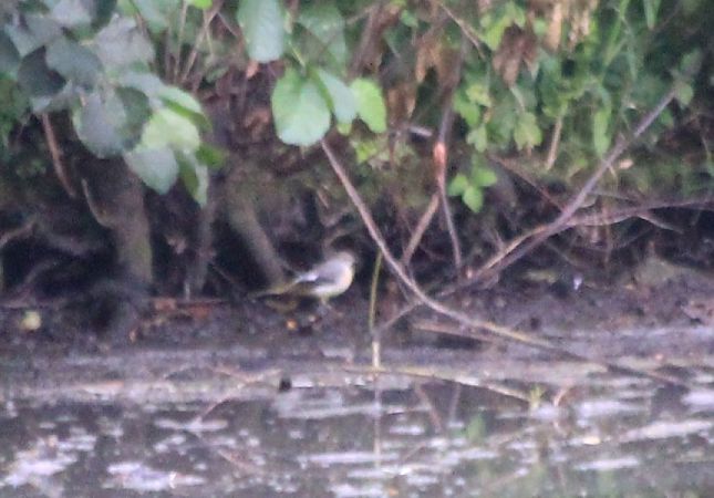 pliszka górska  - Rafał Walczybok