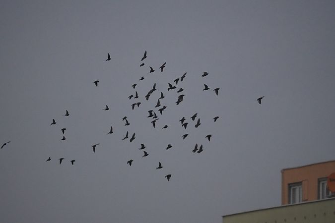 Star  - Rafał Walczybok