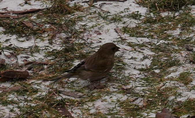 dzwoniec  - Rafał Walczybok
