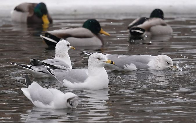 mewa delawarska  - Rafał Walczybok
