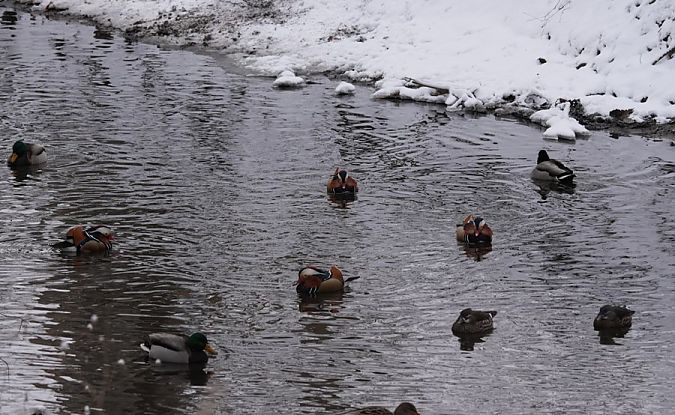 mandarynka  - Rafał Walczybok