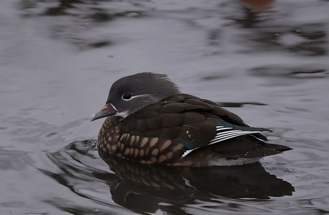 mandarynka  - Rafał Walczybok