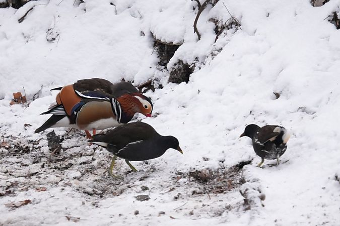 kokoszka  - Rafał Walczybok