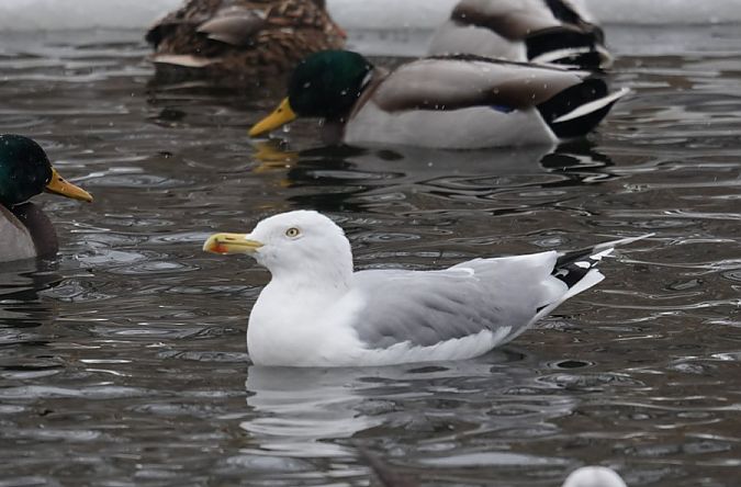 mewa srebrzysta  - Rafał Walczybok