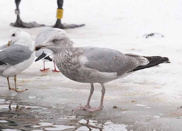 mewa srebrzysta  - Rafał Walczybok