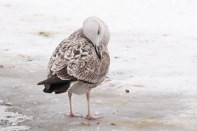 mewa białogłowa  - Rafał Walczybok