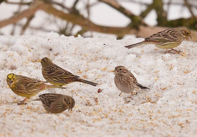 trznadel białogłowy  - Rafał Walczybok