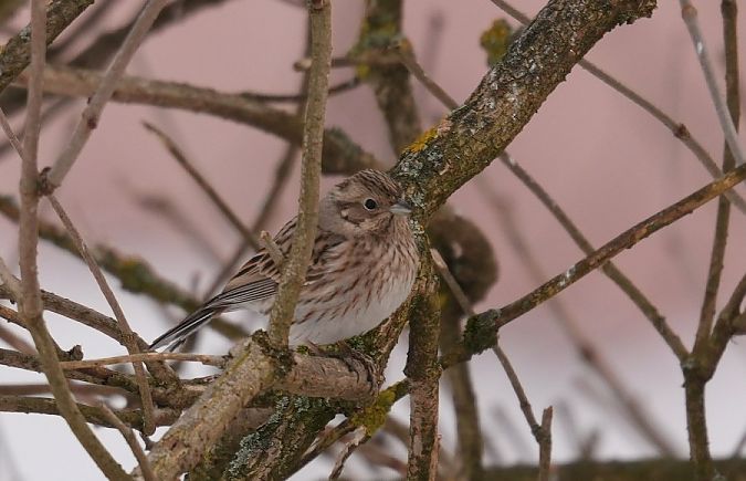 trznadel białogłowy  - Rafał Walczybok