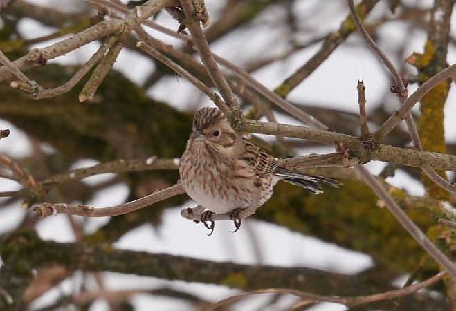trznadel białogłowy  - Rafał Walczybok