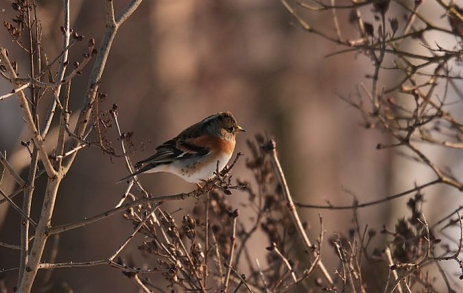 jer  - Rafał Walczybok