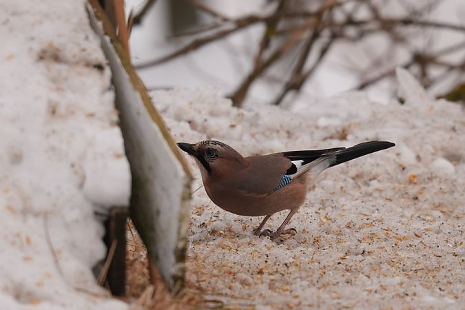 sójka  - Rafał Walczybok