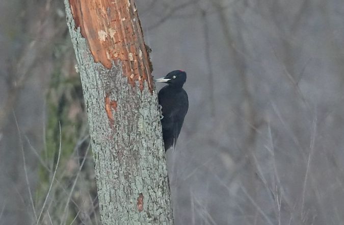 dzięcioł czarny  - Rafał Walczybok