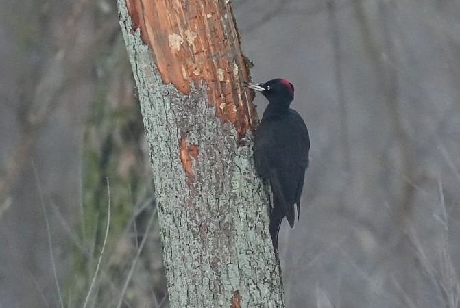 Schwarzspecht  - Rafał Walczybok